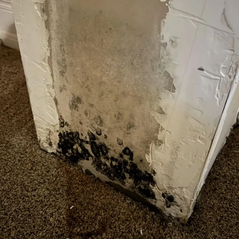 Professional Mold Removal in Ogden, IA